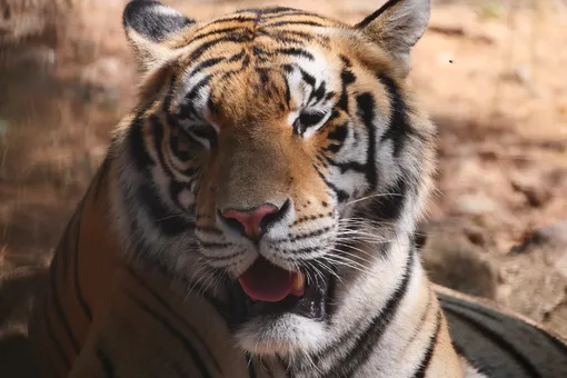 Тигрята из приморского национального парка нашли фотоловушку и устроили ей краш-тест