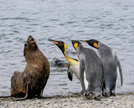 «Это не я, клянусь». Королевские пингвины, очевидно, не в восторге от присутствия капского морского котика на их территории, Южная Георгия
