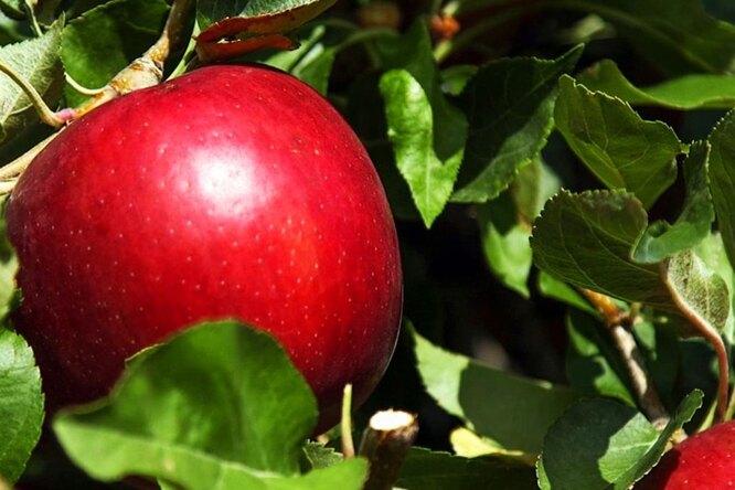 В США появились яблоки, которые не портятся целый год (если хранить их в холодильнике)