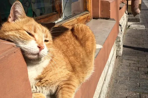 Знаменитый кот Рыжик Пышкин из старейшей петербургской пышечной умер от старости