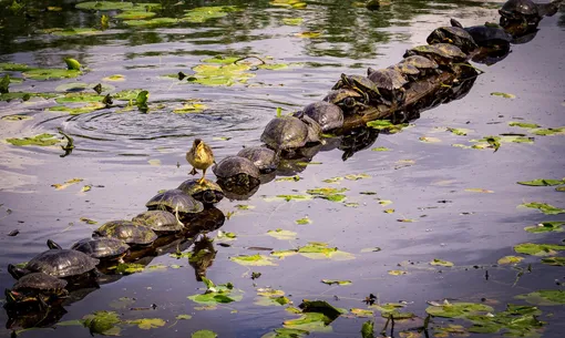 «Извиняюсь!», Райан Симс. Утенок шагает по черепахам, Вашингтон Excuse Me ... Pardon Me!A duckling walks across a turtle-covered log at the Juanita wetlands, Washington, USPhotograph: Ryan Sims/Comedywildlifephoto.com