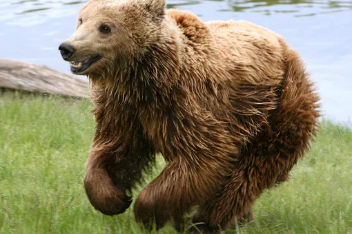 30 бурых медведей в Крыму могут умертвить из-за закрытия зоопарка