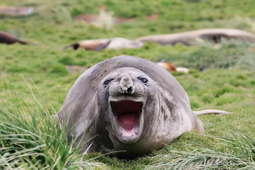 Тюленю в Южной Георгии тоже кажутся забавными все эти фотографии.