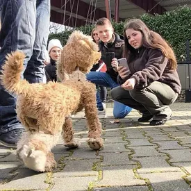Во время прогулки встретились две одинаковые собаки. Но одна из них оказалась марионеткой Во время прогулки встретились две одинаковые собаки. Но одна из них оказалась марионеткой