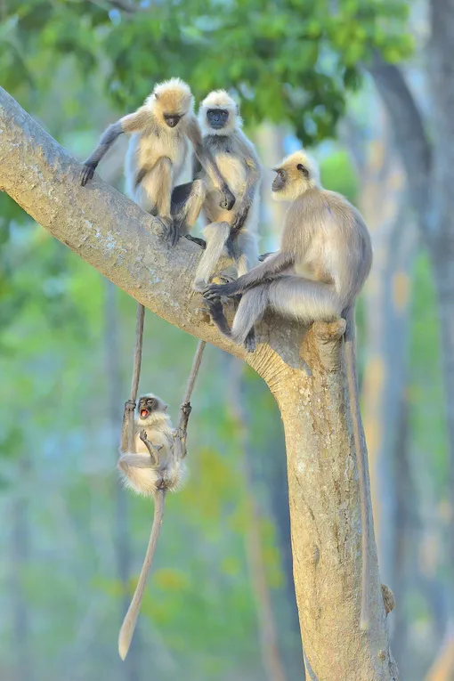 «Fun For All Ages.» /Comedy Wildlife Photo Awards 2020The monkeys were swinging on a tree in Kabini, India.