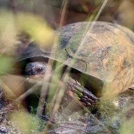 В Китае контрабандистки пытались провезти 68 черепах, спрятав их под юбками