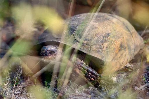 В Китае контрабандистки пытались провезти 68 черепах, спрятав их под юбками В Китае контрабандистки пытались провезти 68 черепах, спрятав их под юбками