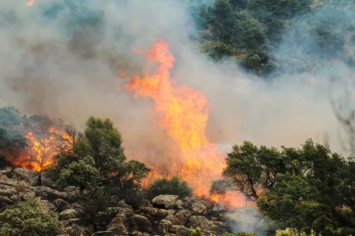 В Госдуму внесли законопроект, запрещающий не тушить лесные пожары