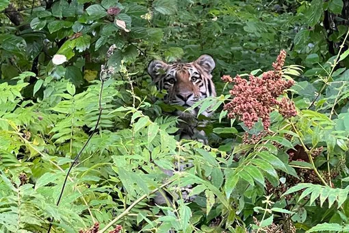 В Приморье из-за наводнения тигры стали выходить из тайги к людям