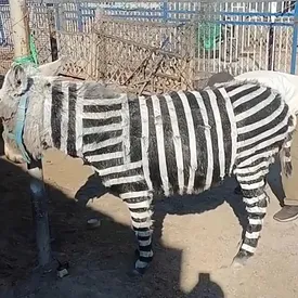 Китайский зоопарк вновь выкрасил животных для привлечения посетителей. На этот раз ослов попытались выдать за зебр Китайский зоопарк вновь выкрасил животных для привлечения посетителей. На этот раз ослов попытались выдать за зебр