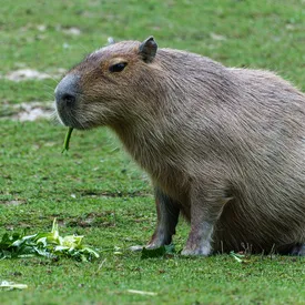 Российские зоопарки жалуются на дефицит капибар
