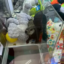 В Пенсивальнии сурок застрял в игровом автомате с игрушками. Вызволять животное пришлось спасателям