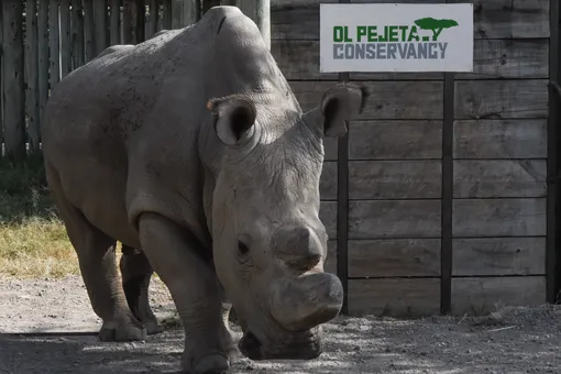 В Кении умер последний самец северного белого носорога