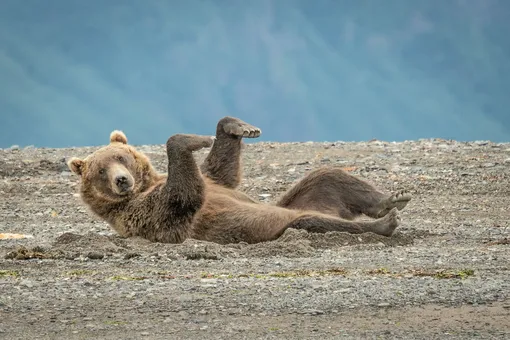 «Doing The Sand Dance.» Brown Bear, Alaska, USA