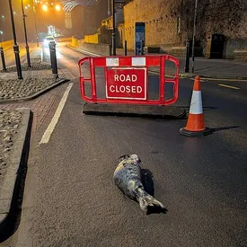 В Англии полицейским пришлось перекрыть дорогу из-за морского котика, заснувшего на проезжей части В Англии полицейским пришлось перекрыть дорогу из-за морского котика, заснувшего на проезжей части