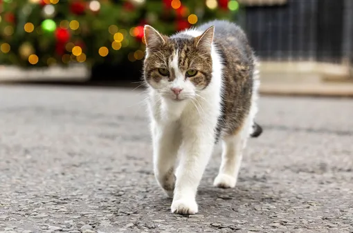 Ларри Ларри