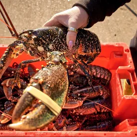 В Великобритании запретят варить живых омаров