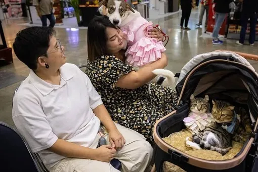 животные животные