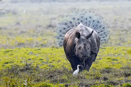 Носорог обзавелся павлиньим хвостом.
