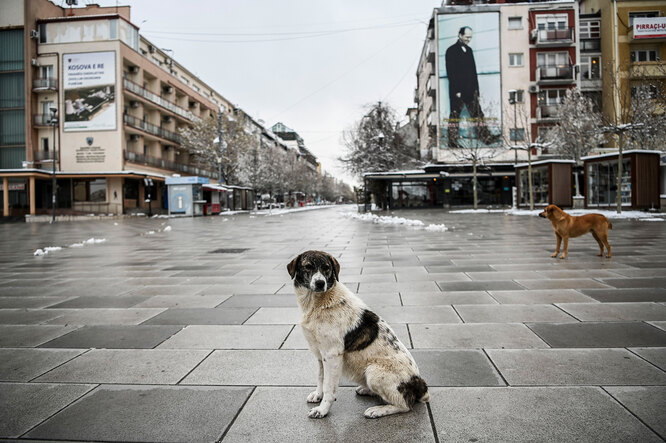 Бродячий пес на пустой площади в Приштине, Косово