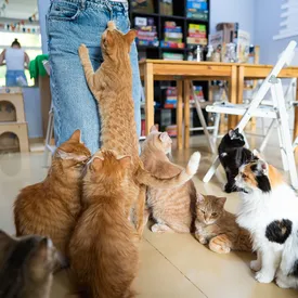 Россиянам хотят запретить заводить домашних животных без разрешения властей Россиянам хотят запретить заводить домашних животных без разрешения властей