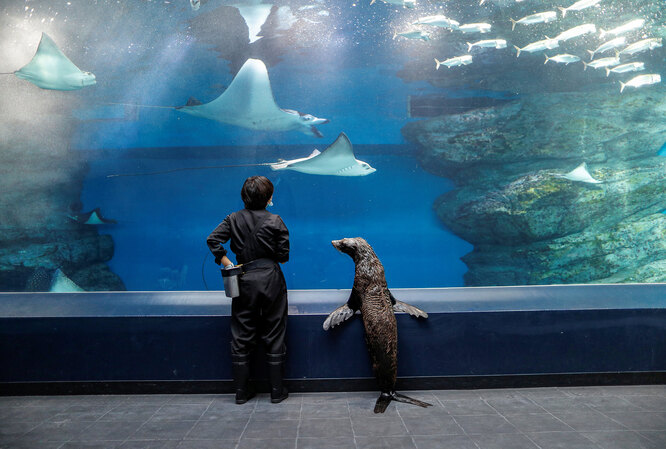 Тюлениха Шакитто и смотрительница акварирума прогуливаются по опустевшему аквапарку в районе Синагава в Токио.