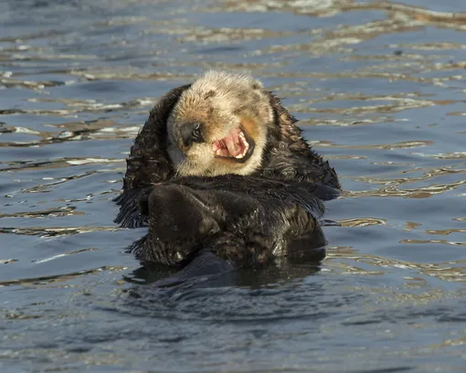 «Laughing Sea Otter.» California, USA