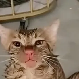 В Китае кот выжил после 10-минутной стирки в машинке