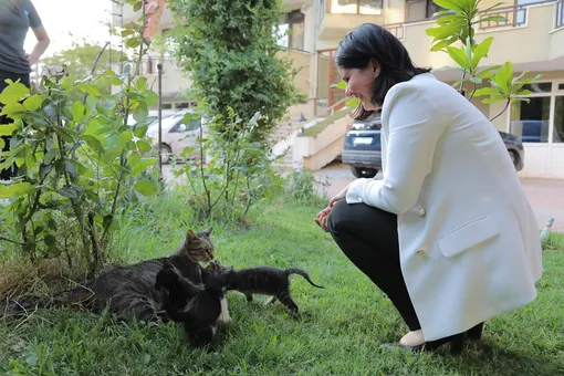 котенок котенок
