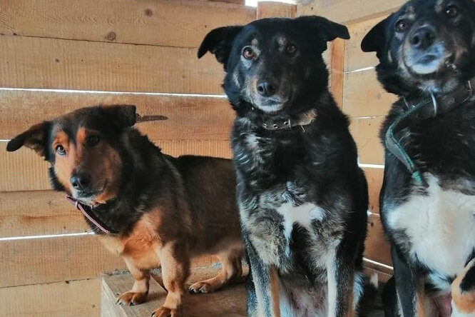 Рэпер Гуф перечислил 100 тысяч рублей в приют для животных после того, как стравил своего пса с собакой соседа