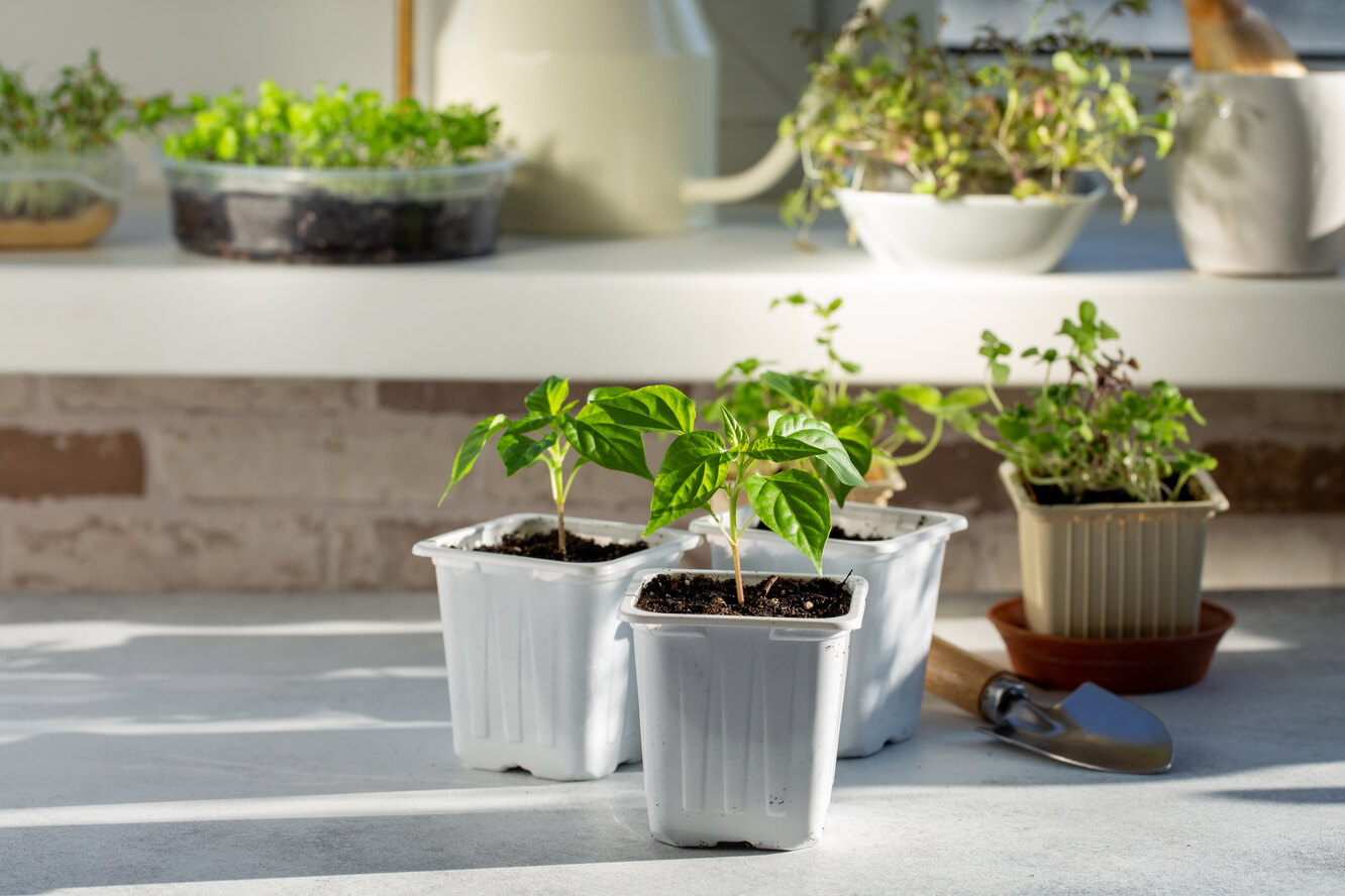 Голубика дома в горшке выращивание на подоконнике