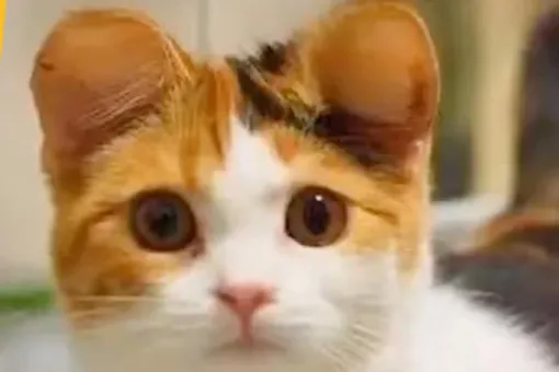 В Китае набирают популярность пластические операции для собак и кошек. Им делают стоячие круглые уши — как у Микки Мауса