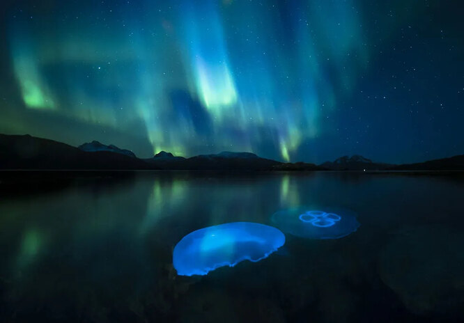 Медуза (Aurelia aurita) в прохладных осенних водах фьорда недалеко от Тромсё на севере Норвегии, освещенного северным сиянием