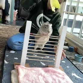 Морская свинка Кора попала в Книгу рекордов Гиннесса, научившись прыгать через планку