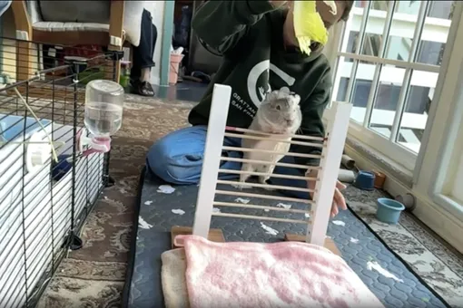 Морская свинка Кора попала в Книгу рекордов Гиннесса, научившись прыгать через планку Морская свинка Кора попала в Книгу рекордов Гиннесса, научившись прыгать через планку