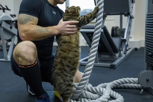 Толстый кот Виктор, которого не пустили на борт самолета, сходил на тренировку в спортзал во Владивостоке