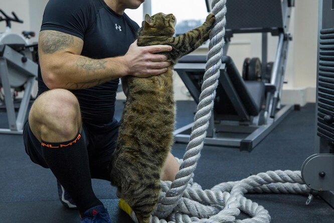 Толстый кот Виктор, которого не пустили на борт самолета, сходил на тренировку в спортзал во Владивостоке