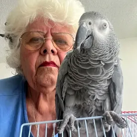 «Я просто хочу вернуться домой». 76-летней женщине не разрешили взять в самолет ее попугая. Из-за этого жительница Нью-Йорка застряла в Пуэрто-Рико «Я просто хочу вернуться домой». 76-летней женщине не разрешили взять в самолет ее попугая. Из-за этого жительница Нью-Йорка застряла в Пуэрто-Рико