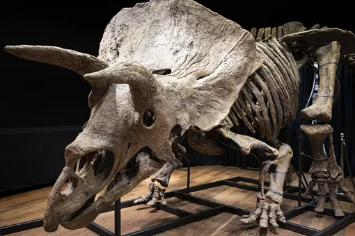 Во Франции на аукционе продали самый большой скелет трицератопса