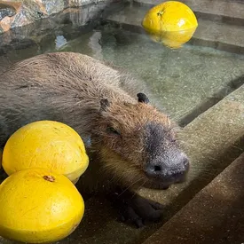 В Японии прошел конкурс купания капибар