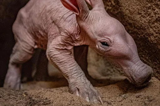 В английском зоопарке впервые за 90 лет родился трубкозуб. Детеныша назвали Добби