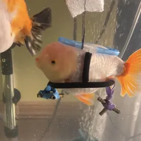 Хозяйка больной золотой рыбки создала мини-коляску, чтобы помочь ей плавать и обеспечить полноценную жизнь Хозяйка больной золотой рыбки создала мини-коляску, чтобы помочь ей плавать и обеспечить полноценную жизнь