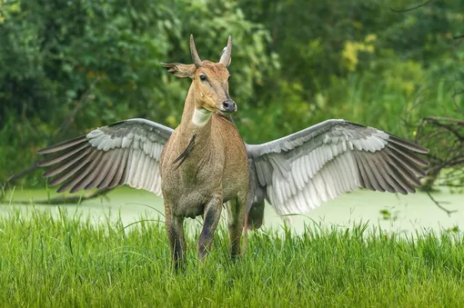 Pegasus, the flying horseAn Indian sarus crane drives an antelope away from its nest to protect its egg at the Keoladeo national park, IndiaPhotograph: Jagdeep Rajput/Comedywildlifephoto.com