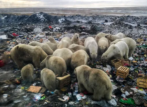 Снимок, сделанный 31 октября 2018 года, показывает, что белые медведи ищут еду на мусорной свалке недалеко от деревни Белушья Губа, на отдаленном российском северном архипелаге Новая Земля, в жестко контролируемом военном районе. В феврале местные жители объявили чрезвычайное положение из-за нашествия белых медведей. Ученые говорят, что столкновений с полярными медведями в будущем станет еще больше из-за таяния арктических льдов и роста присутствия людей в этом районе. «Вторжение» агрессивных белых медведей в населенные районы арктической России происходило в течение примерно десяти дней в феврале 2019 года. Глобальное потепление заставляет их проводить больше времени на земле, где они борются за еду