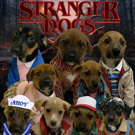 Приют для животных в Бразилии нарядил собак в костюмы героев «Очень странных дел»