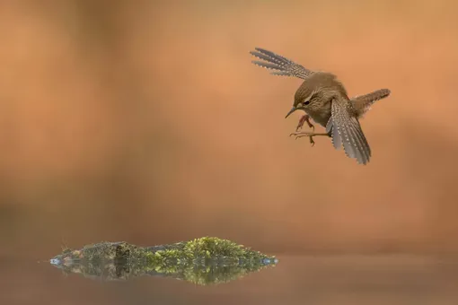 Категория «Птицы в полете», третье место: крапивник, фотограф — Роелоф Моленаар, Нидерланды