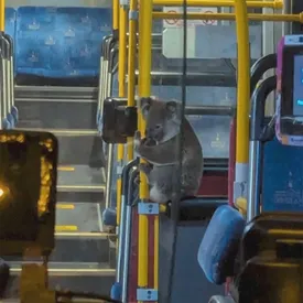 В Австралии водитель автобуса спас коалу, потерявшуюся на оживленной городской улице