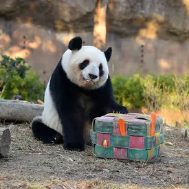 Япония впервые за 50 лет останется без панд Япония впервые за 50 лет останется без панд