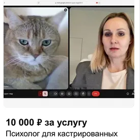 На Avito стали предлагать услуги психолога для кастрированных котов На Avito стали предлагать услуги психолога для кастрированных котов