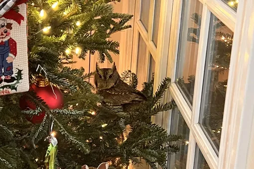 Семья из Кентукки нашла сову в своей рождественской елке. Птица 4 дня просидела на ветвях незамеченной